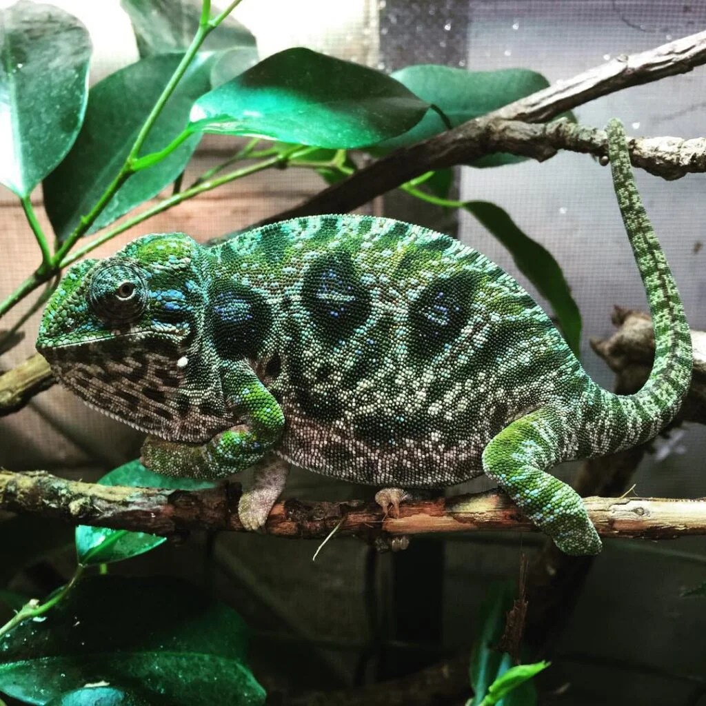 Carpet Chameleon V Reptiles