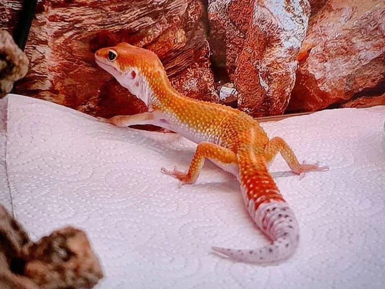 carrot tail leopard geckos V Reptiles
