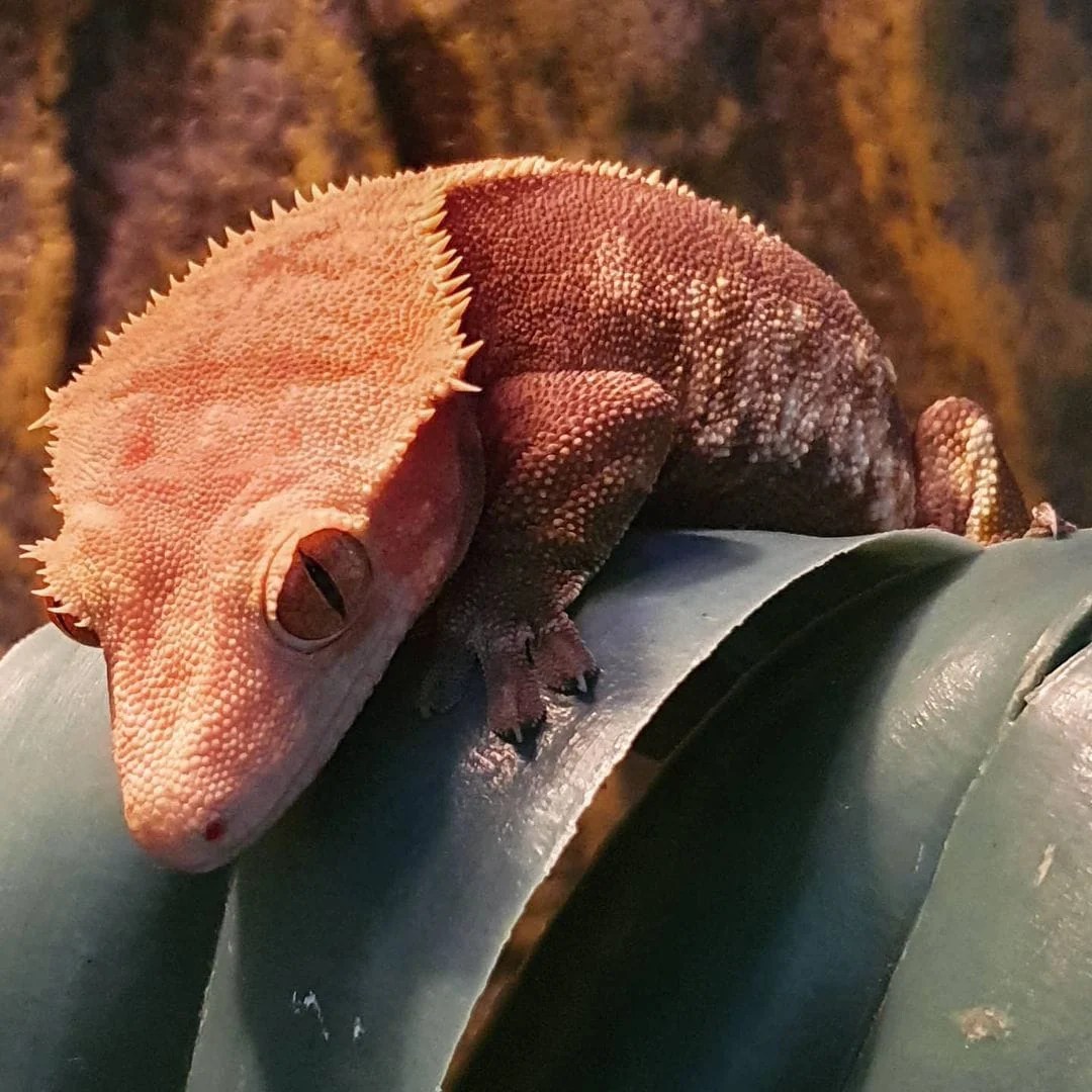 Harlequin Crested Gecko