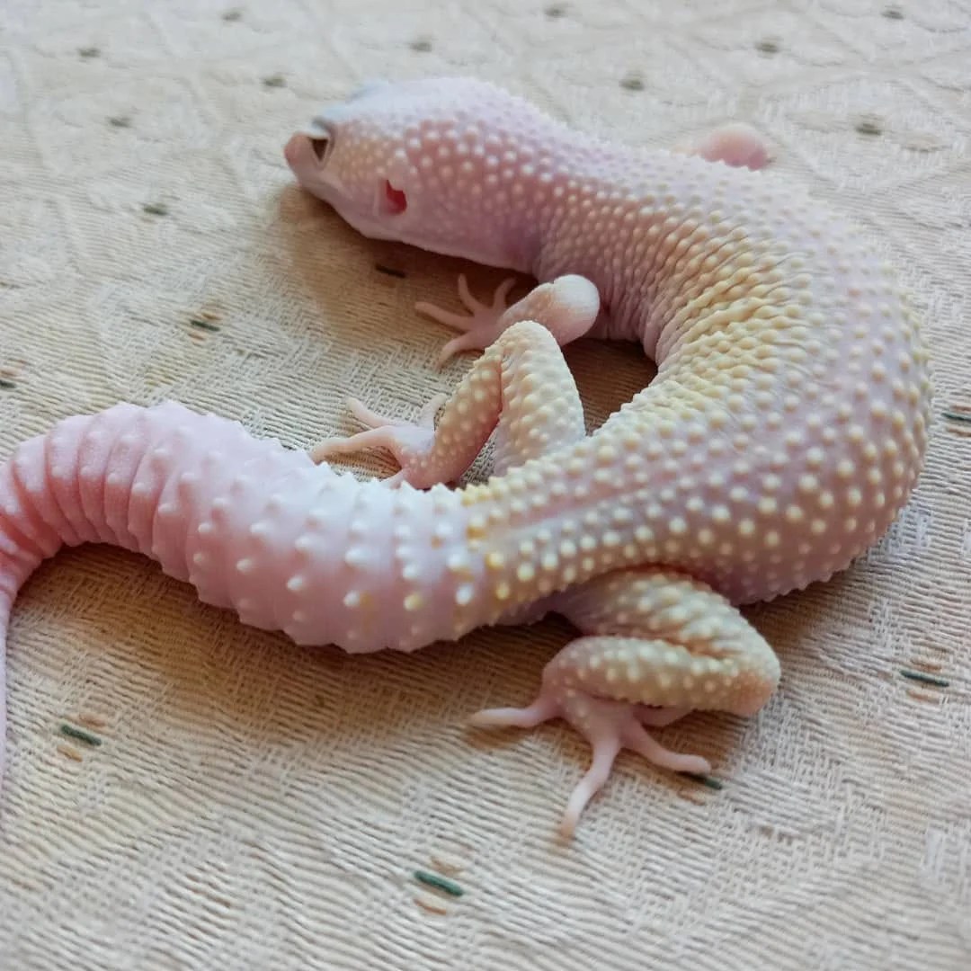 Leopard Gecko Diablo Blanco