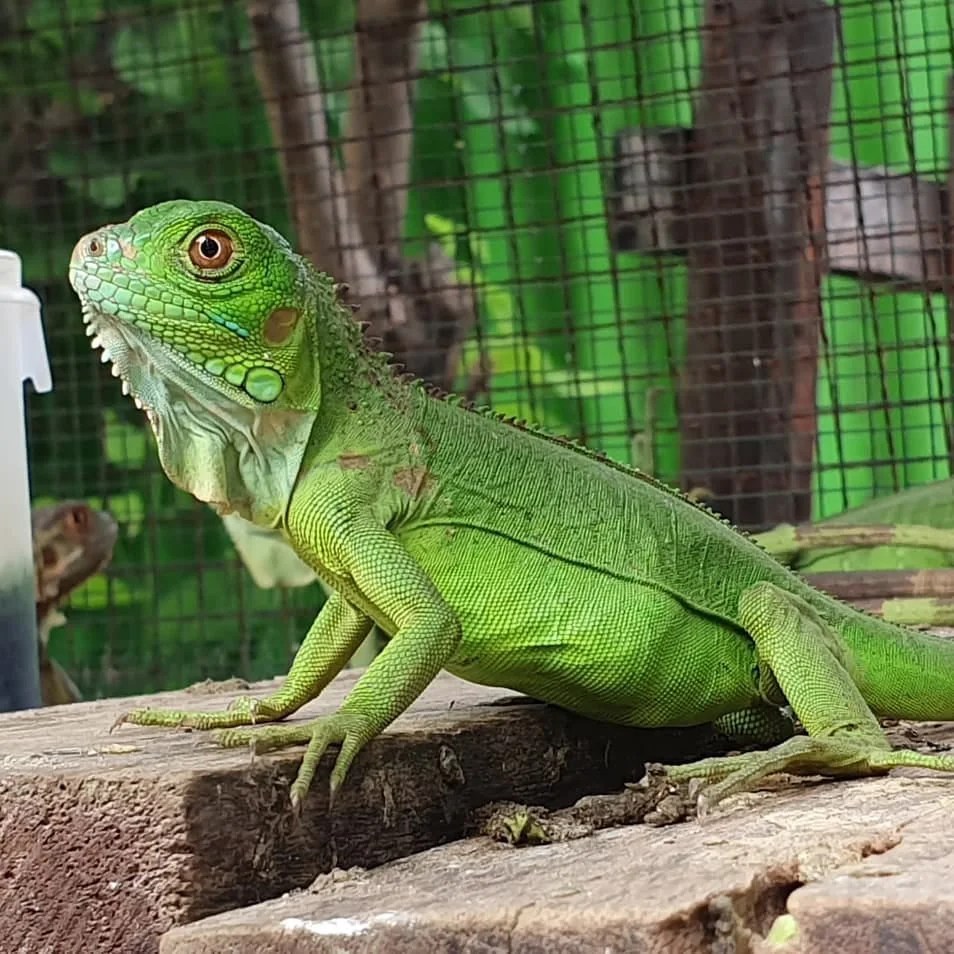 Green Iguana V Reptiles