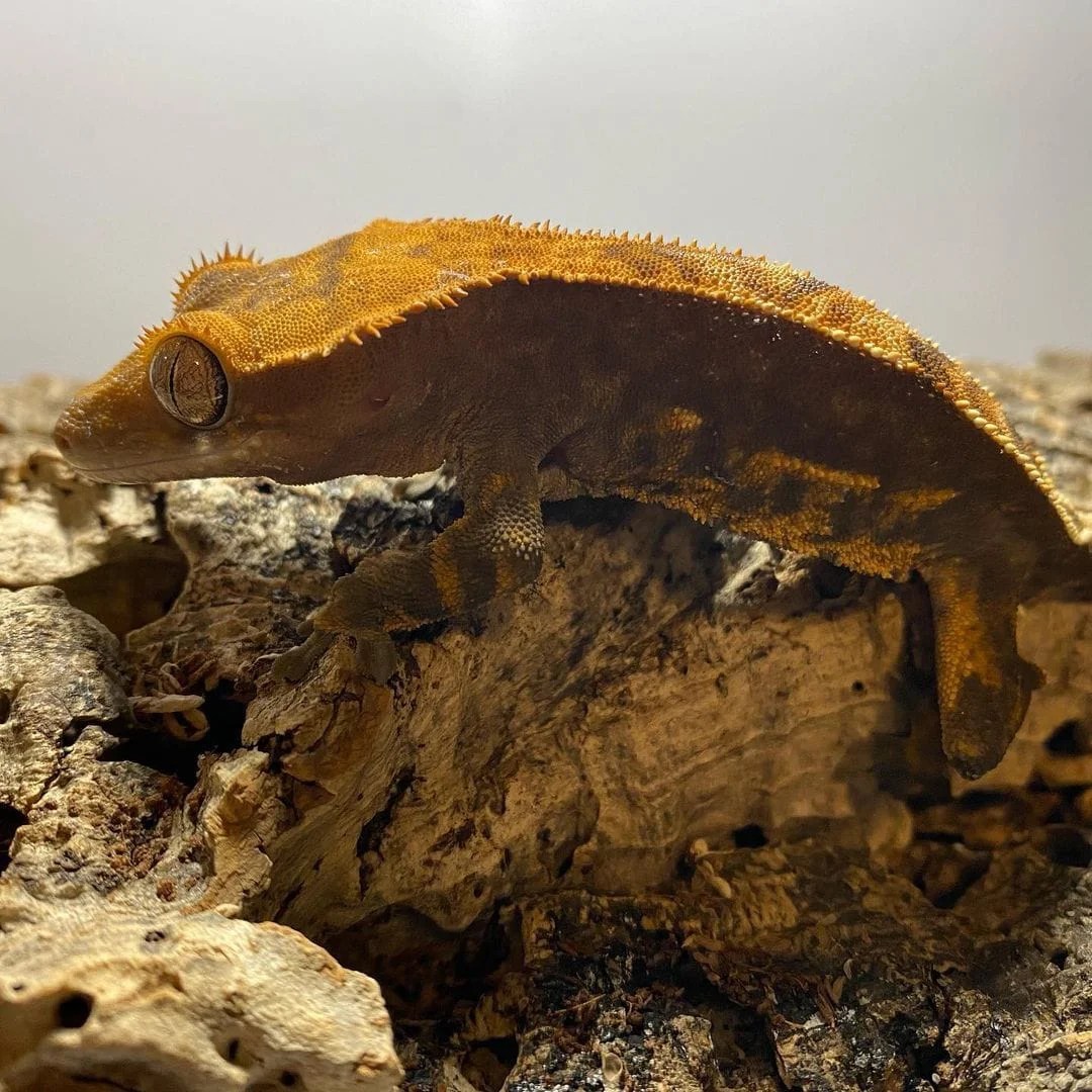 Halloween Crested gecko V Reptiles
