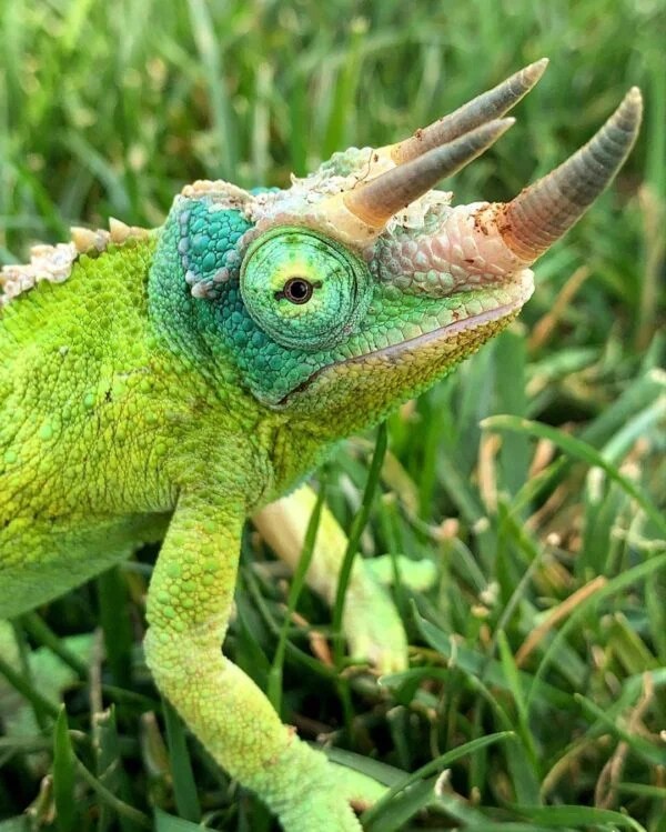 Jacksons Chameleons V Reptiles