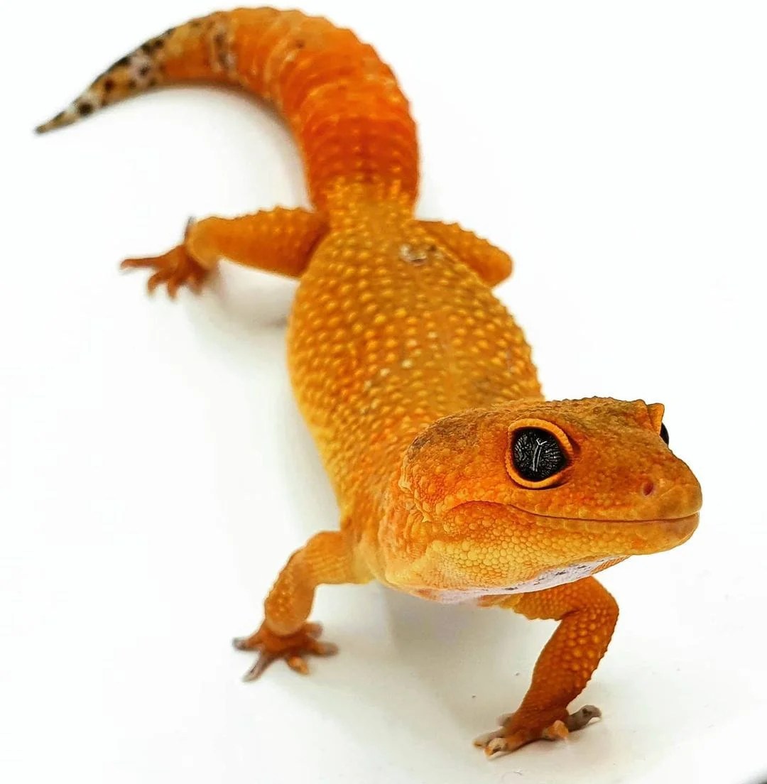 Mandarin Tangerine Leopard gecko V Reptiles
