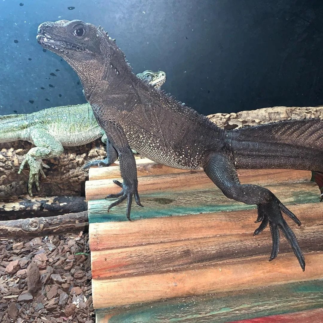 Baby Blotched Black Sailfin Dragon V Reptiles