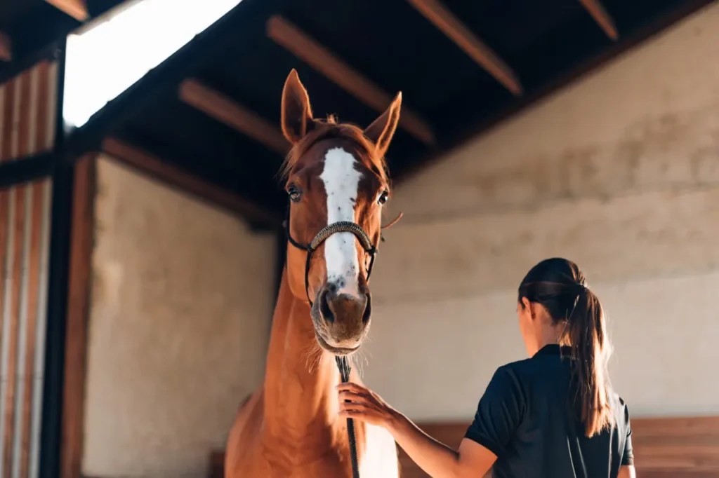How do Horses Get Rain Rot? Virus Shield