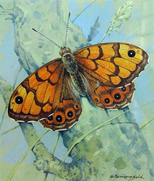 British wildlife artist Gordon Beningfield Art Kaleidoscope