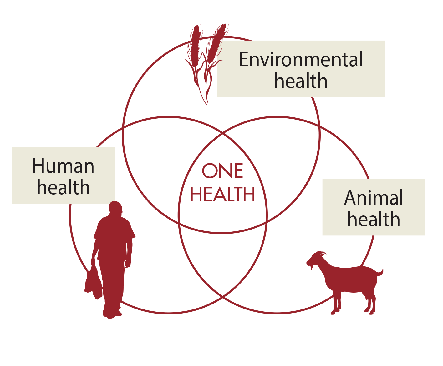 3 ways animal health is vital to One Health VSF International