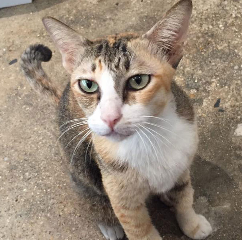 Treating Chilly the cat for cellulitis VSL Veterinary Clinic