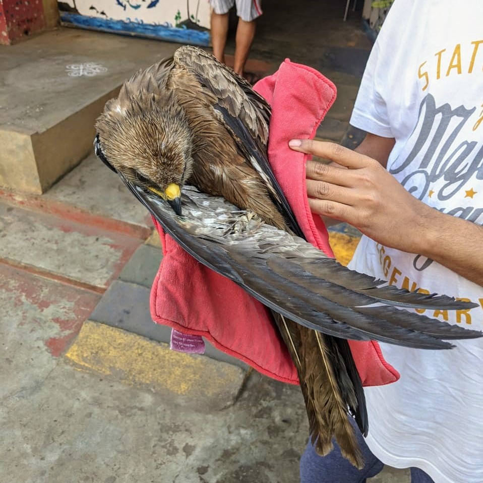 Two more crows have been rescued from a kite entanglement. Visakha