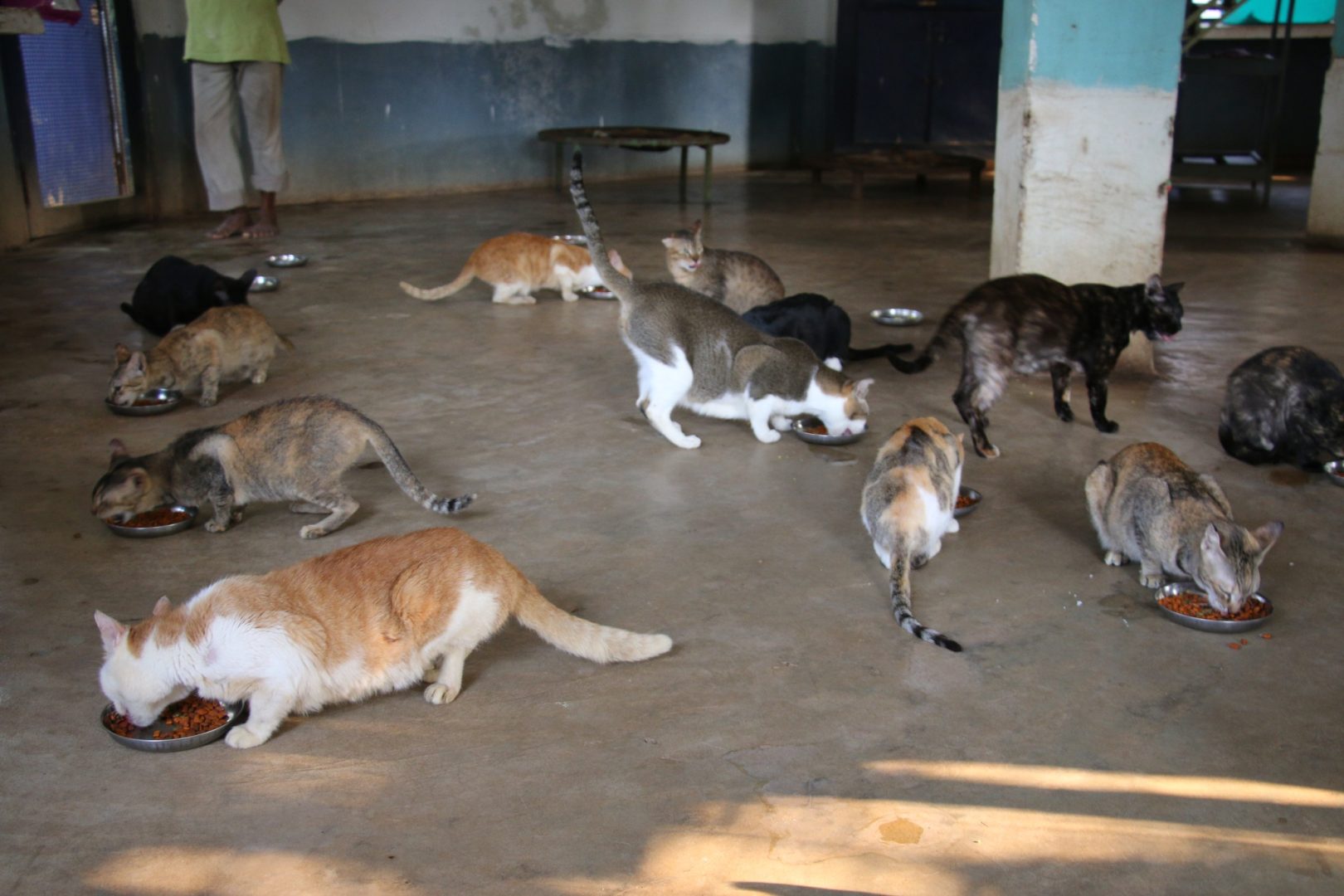 Rescue Cats at Shelter 1, Up for Adoption! Visakha SPCA India, Inc.
