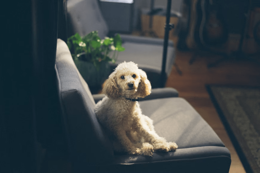 Why Should You Choose Pet Friendly Upholstery Fabrics? VS Design