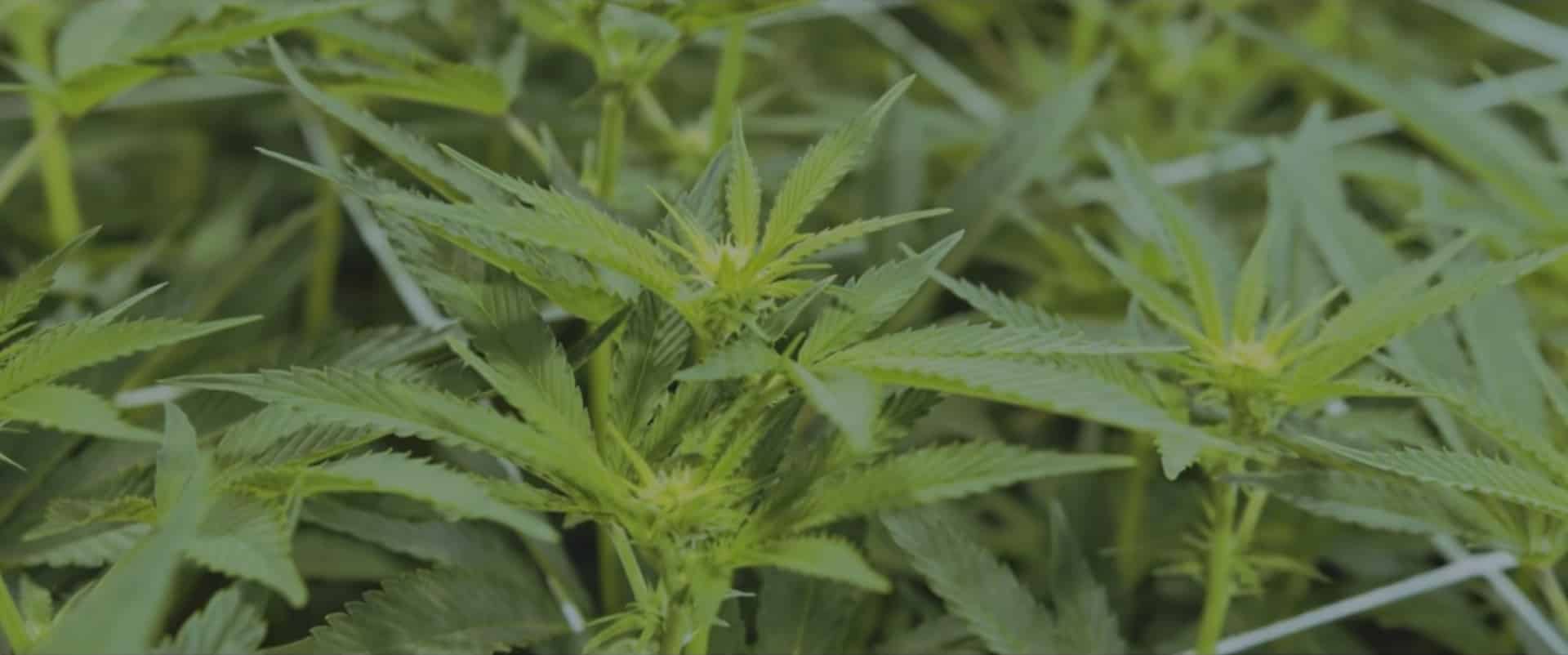 Vermont Bud Barn Weed Dispensary Brattleboro, VT