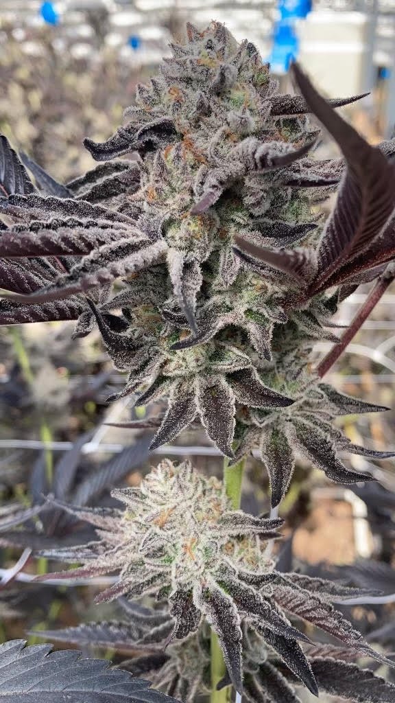 Satori Cannabis Availble in Vermont VT Bud Barn