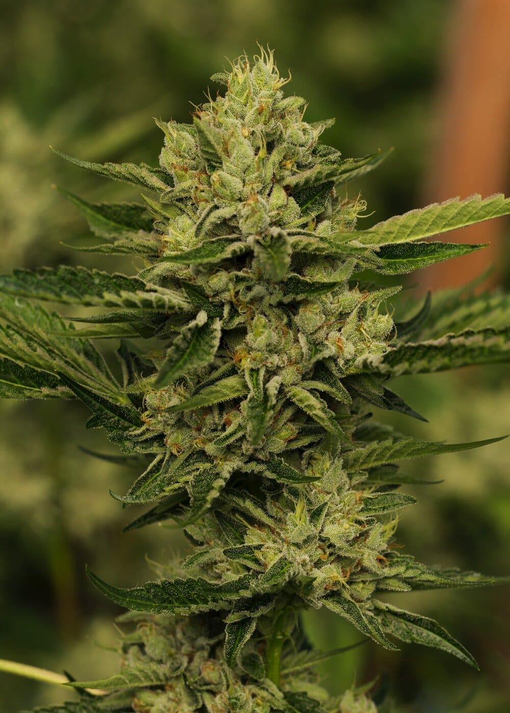 Satori Cannabis Availble in Vermont VT Bud Barn