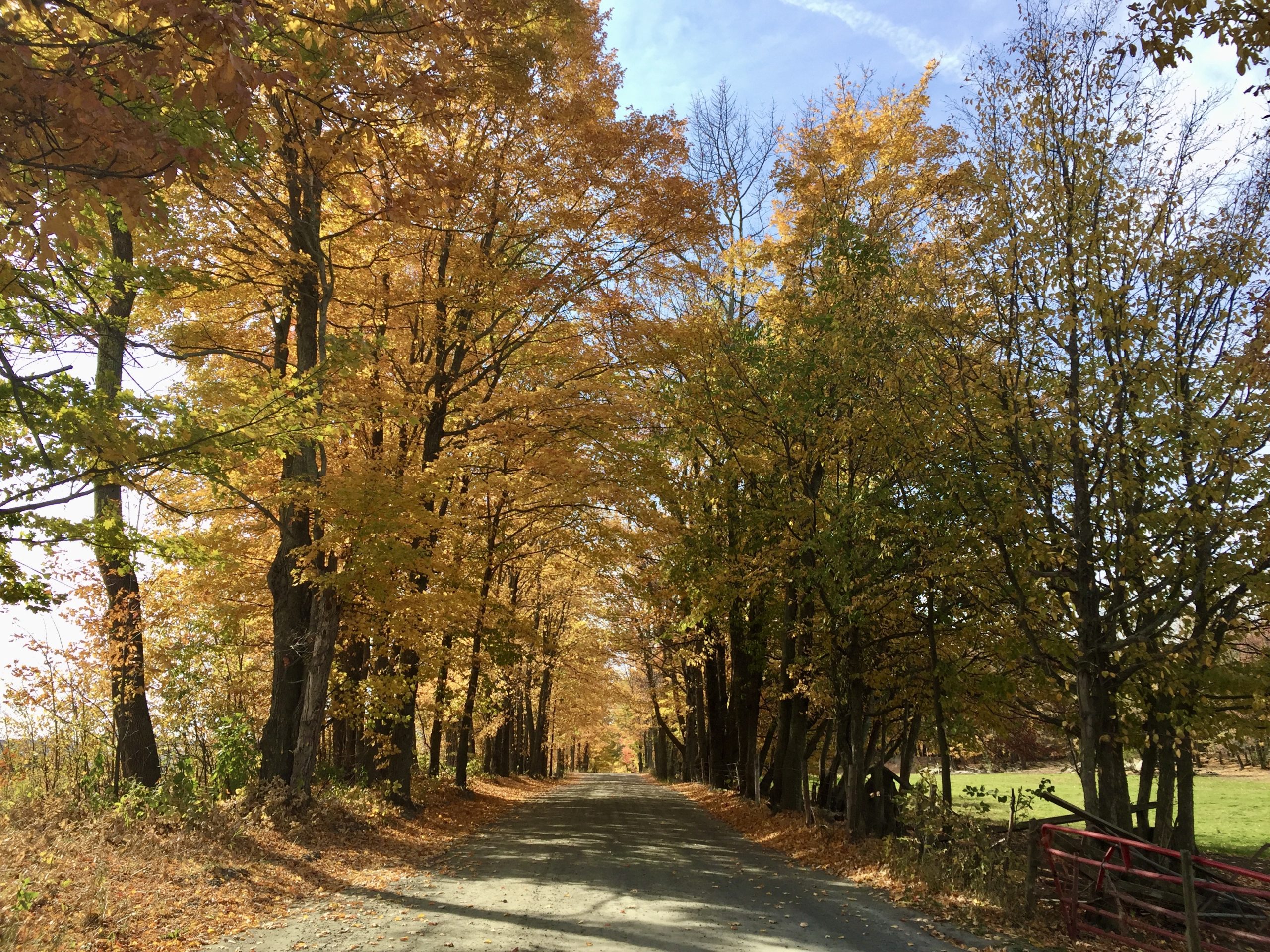 Another expected casualty of Covid19 foliage bus tours VTDigger