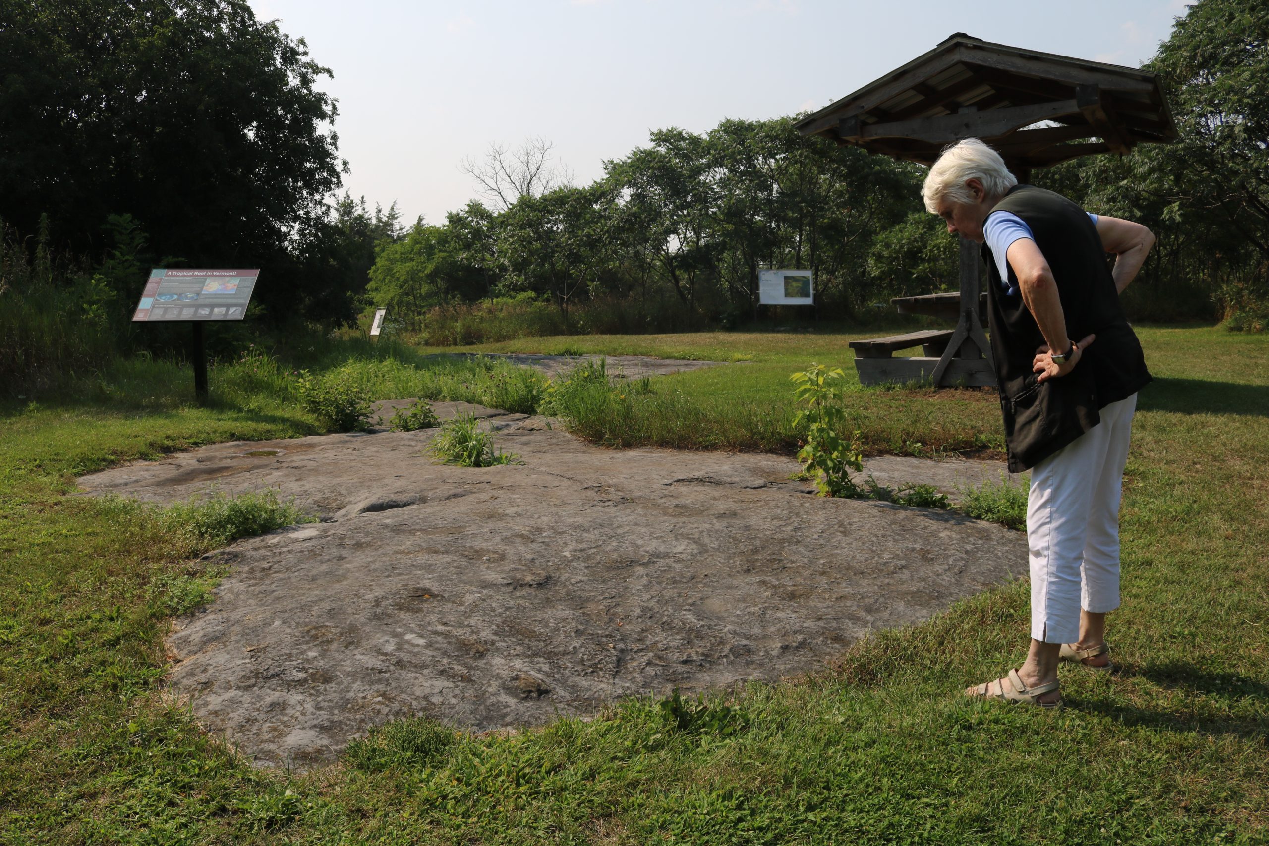 On Isle La Motte, fossils tell the story of an ancient ocean VTDigger