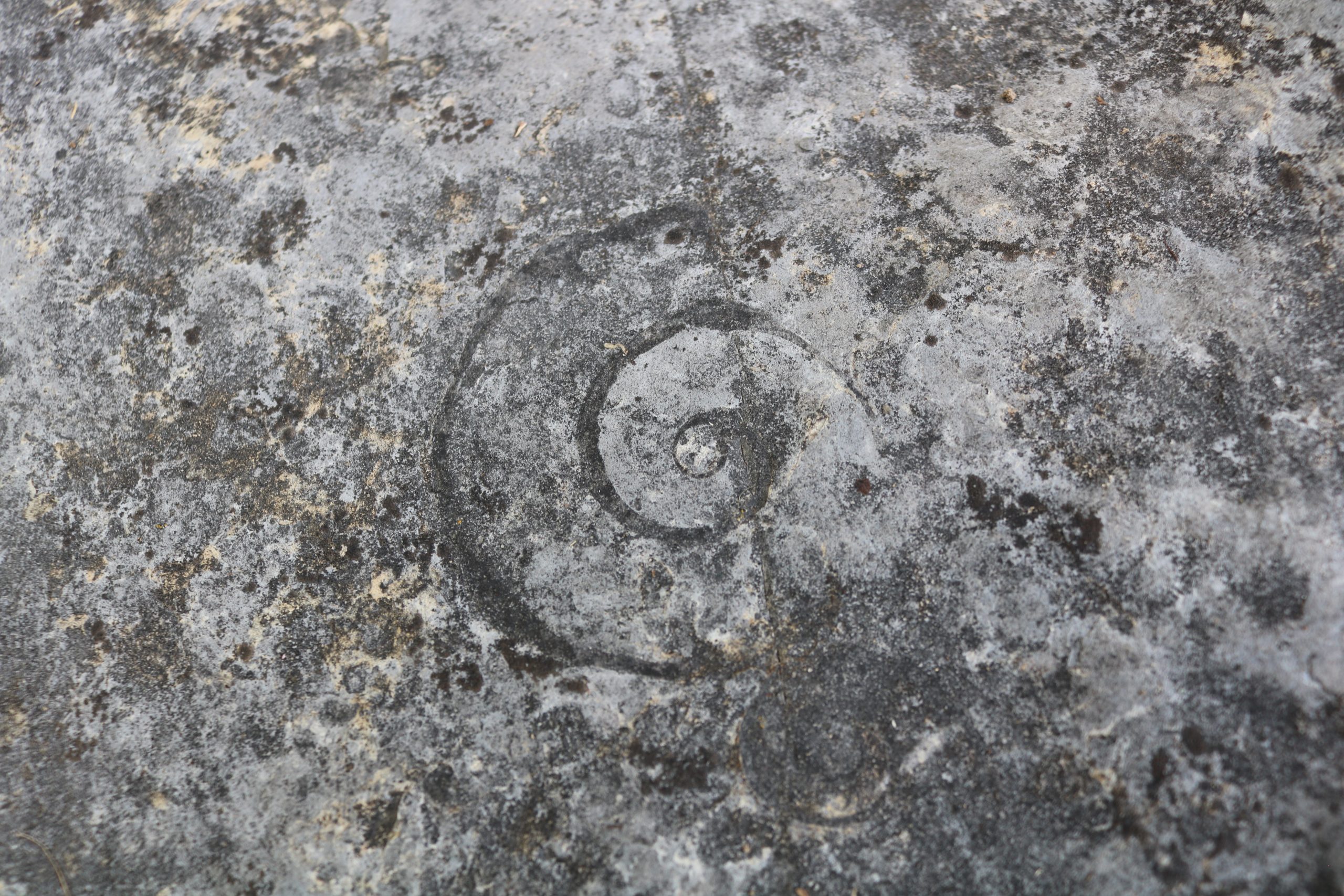 On Isle La Motte, fossils tell the story of an ancient ocean VTDigger