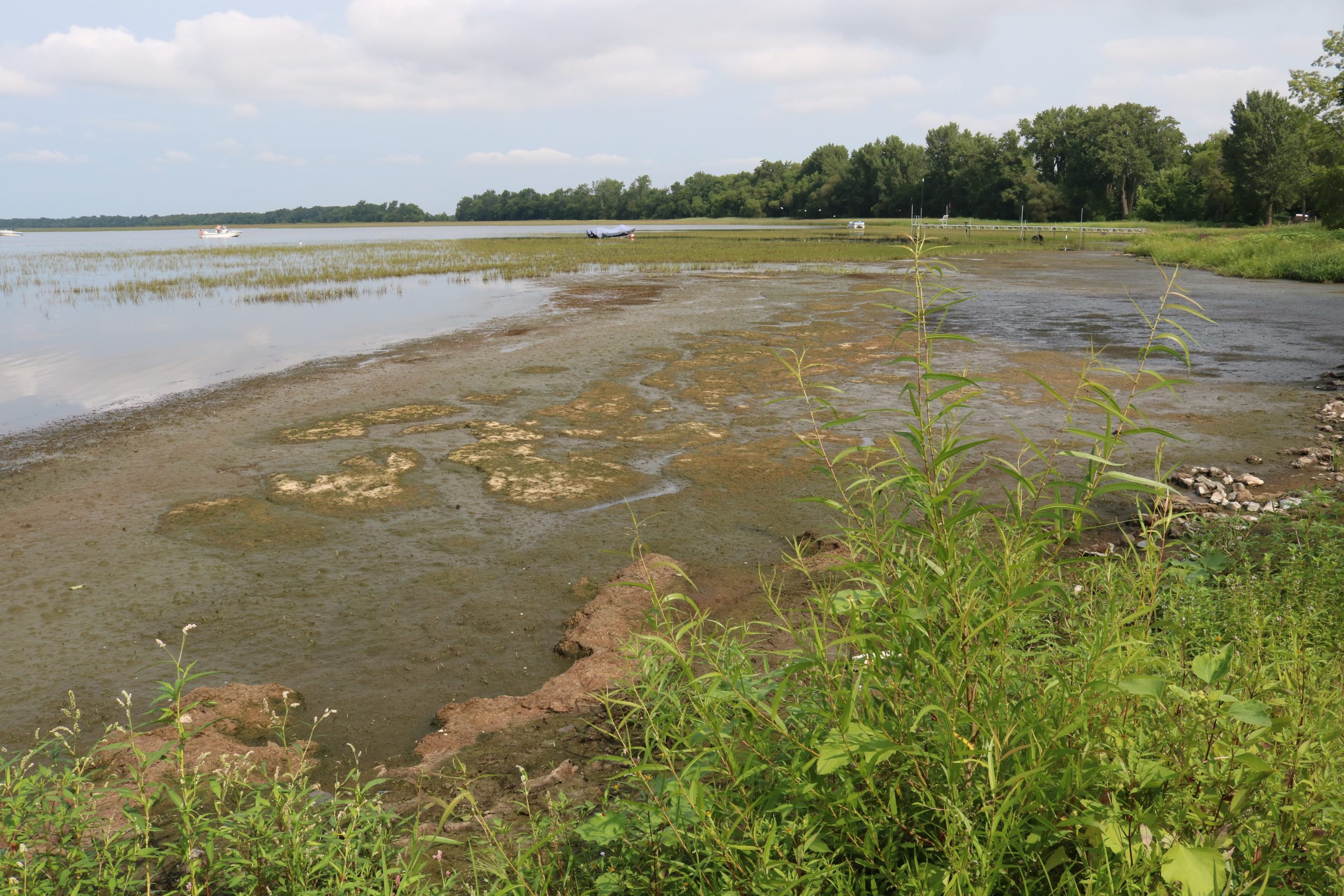 Swanton to apply for grant to help address nuisance plants in Maquam