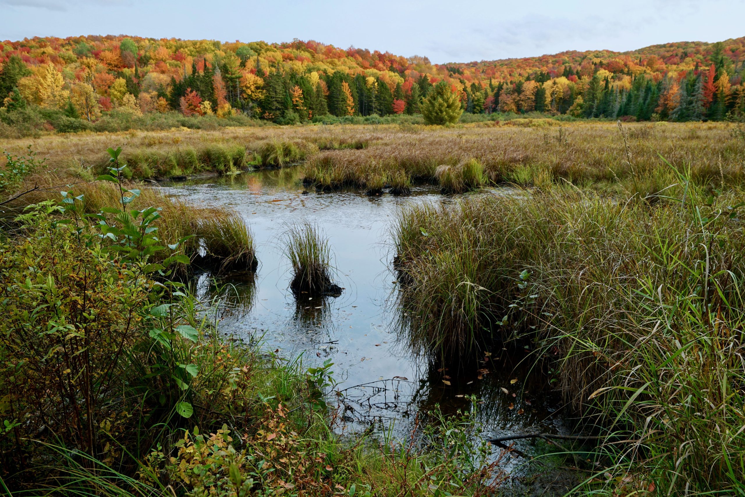 New preserve in Woodbury, Elmore adds 5,400 acres to Vermont’s ‘wild’ forests VTDigger