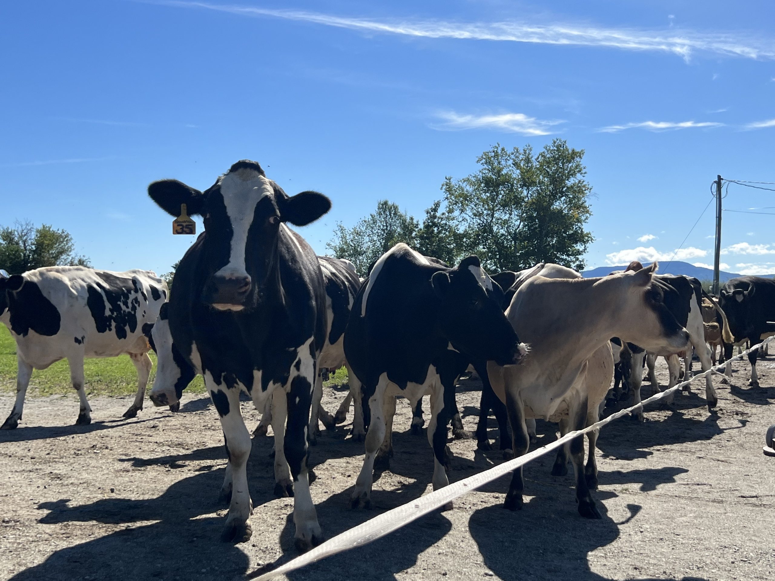 After Horizon’s departure, local dairy farmers officially switch to