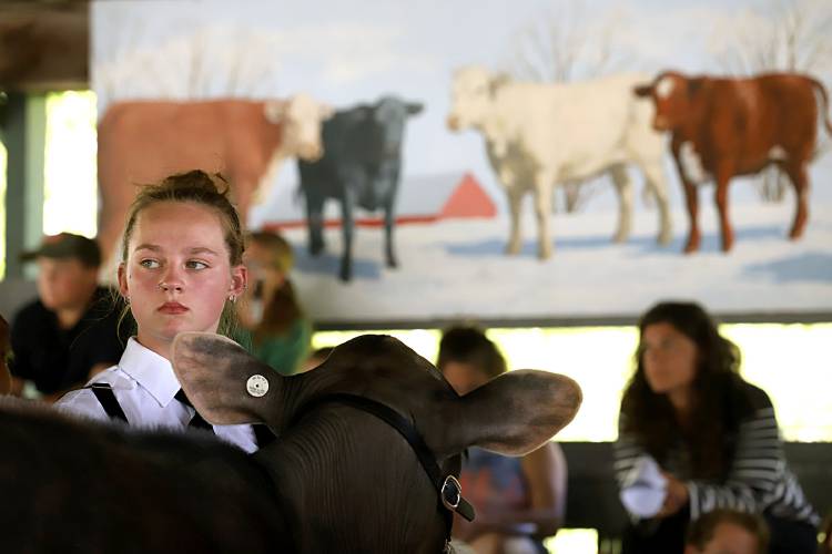 As fairgrounds turn 150 years old, 4H Dairy Show brings young people