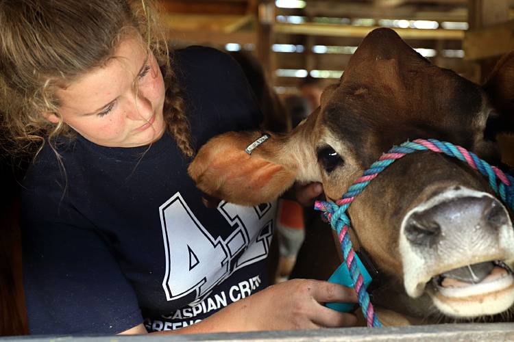 As fairgrounds turn 150 years old, 4H Dairy Show brings young people