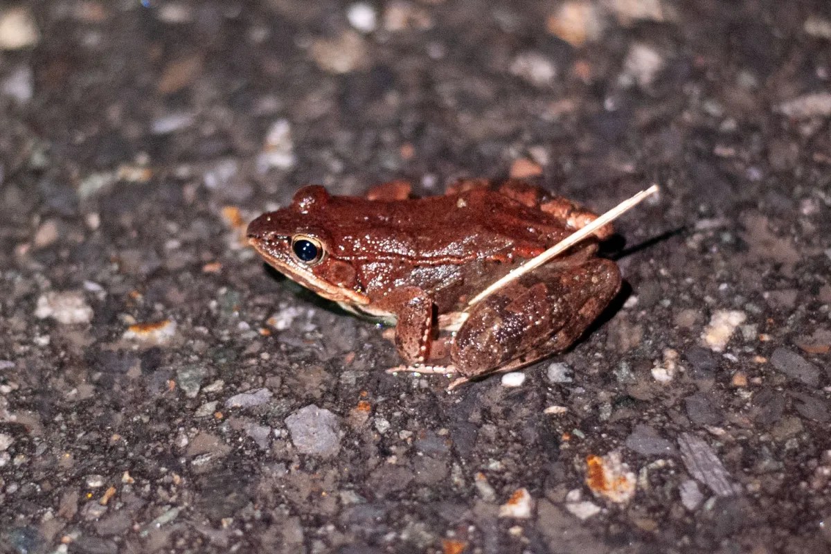A close up of a brown frog on asphalt.