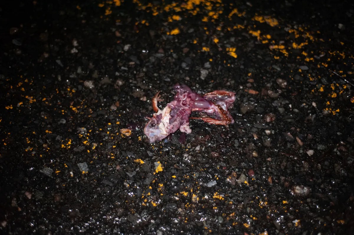 A smooshed dead body of an amphibian on an asphalt road.