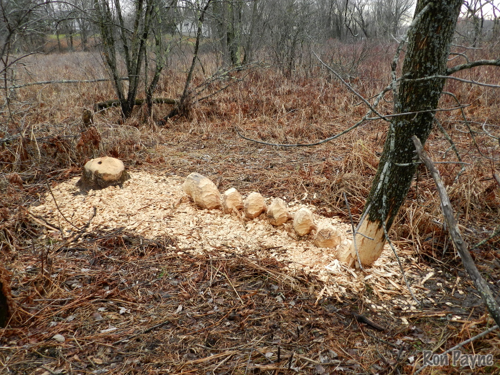 November 2016 iNaturalist Vermont Photoobservation of the Month