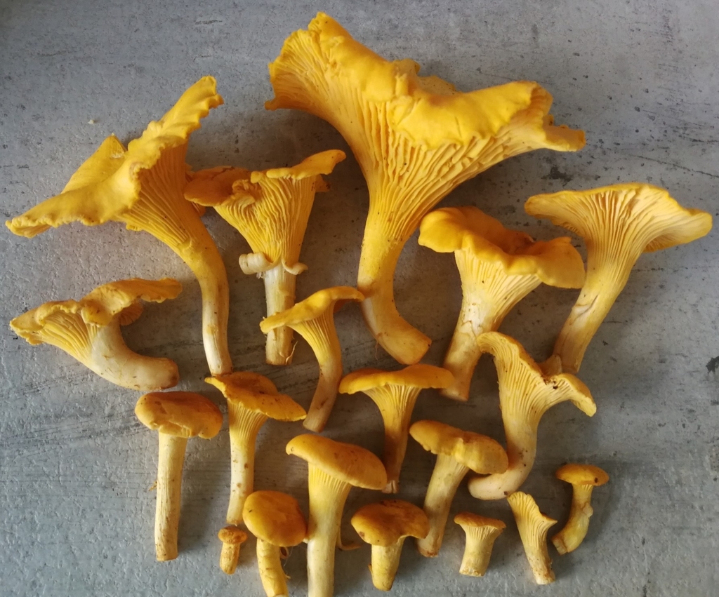 Field Guide to July 2022 Vermont Center for Ecostudies