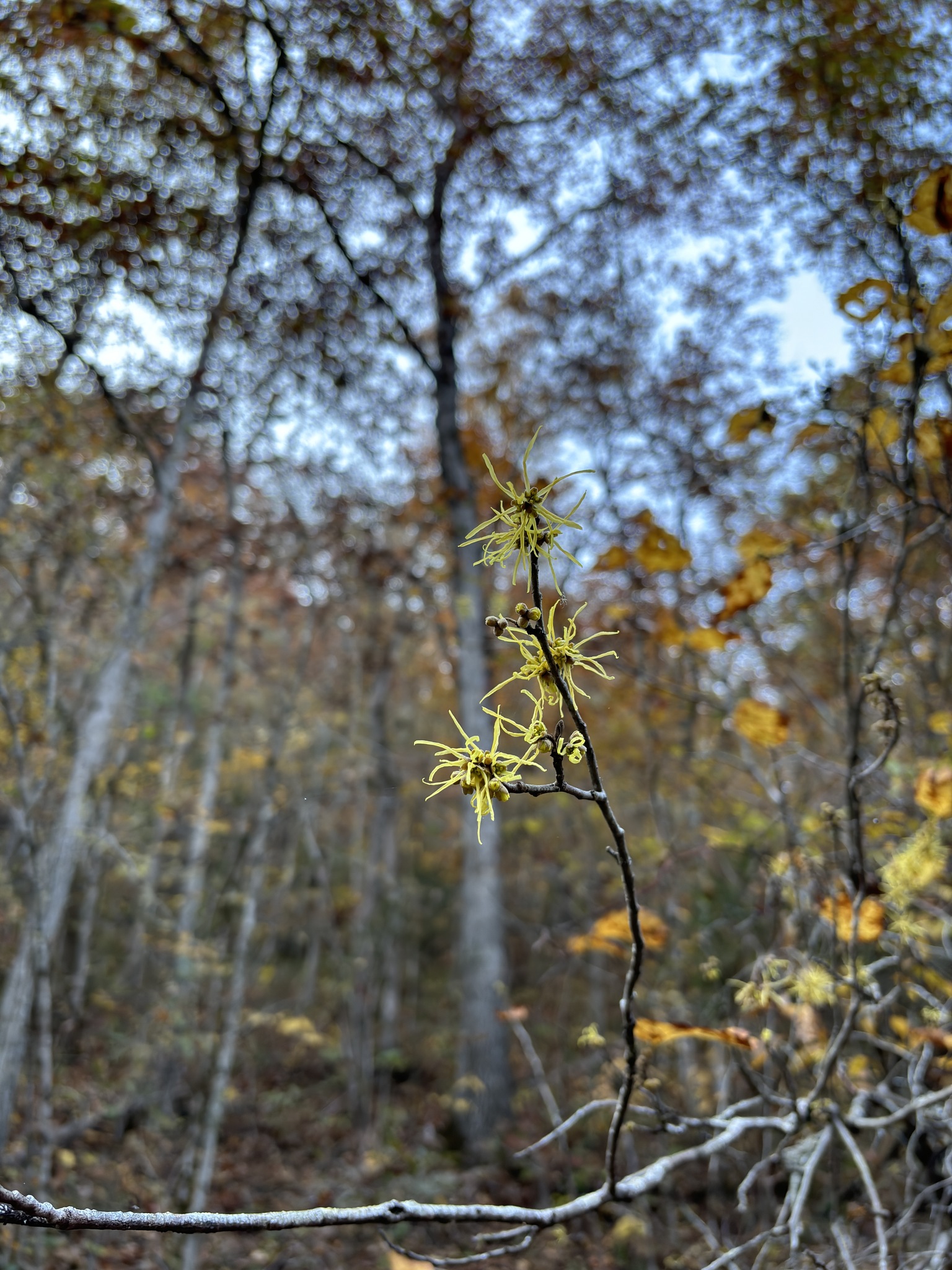 Field Guide to October 2024 Vermont Center for Ecostudies