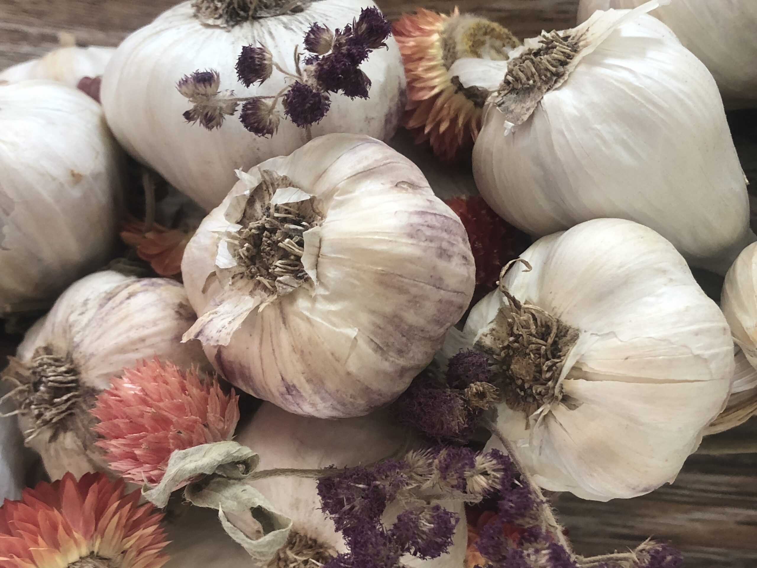 Seed Saving & Garlic Planting Vermont Garden Network