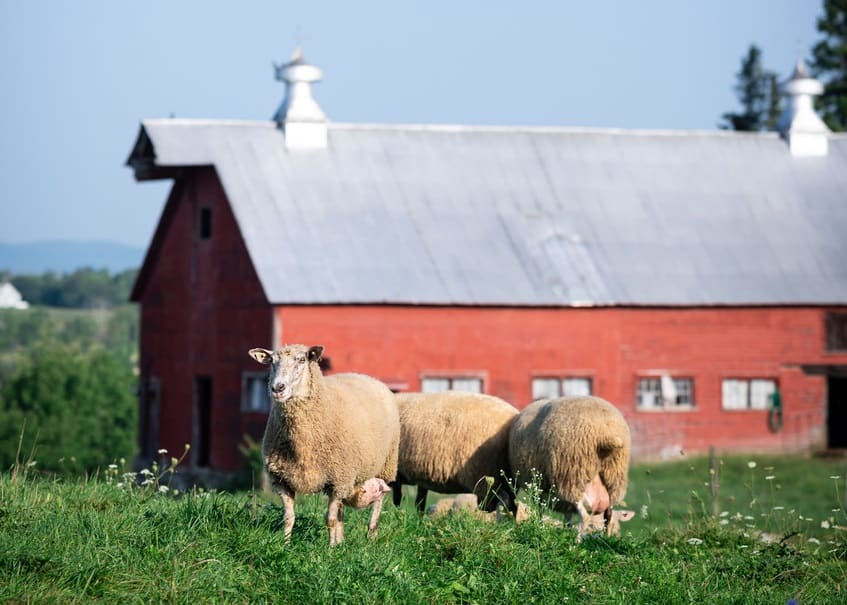 Yarn Sourcebook Fairy Tale Farm Vermont Sheep and Goat Association