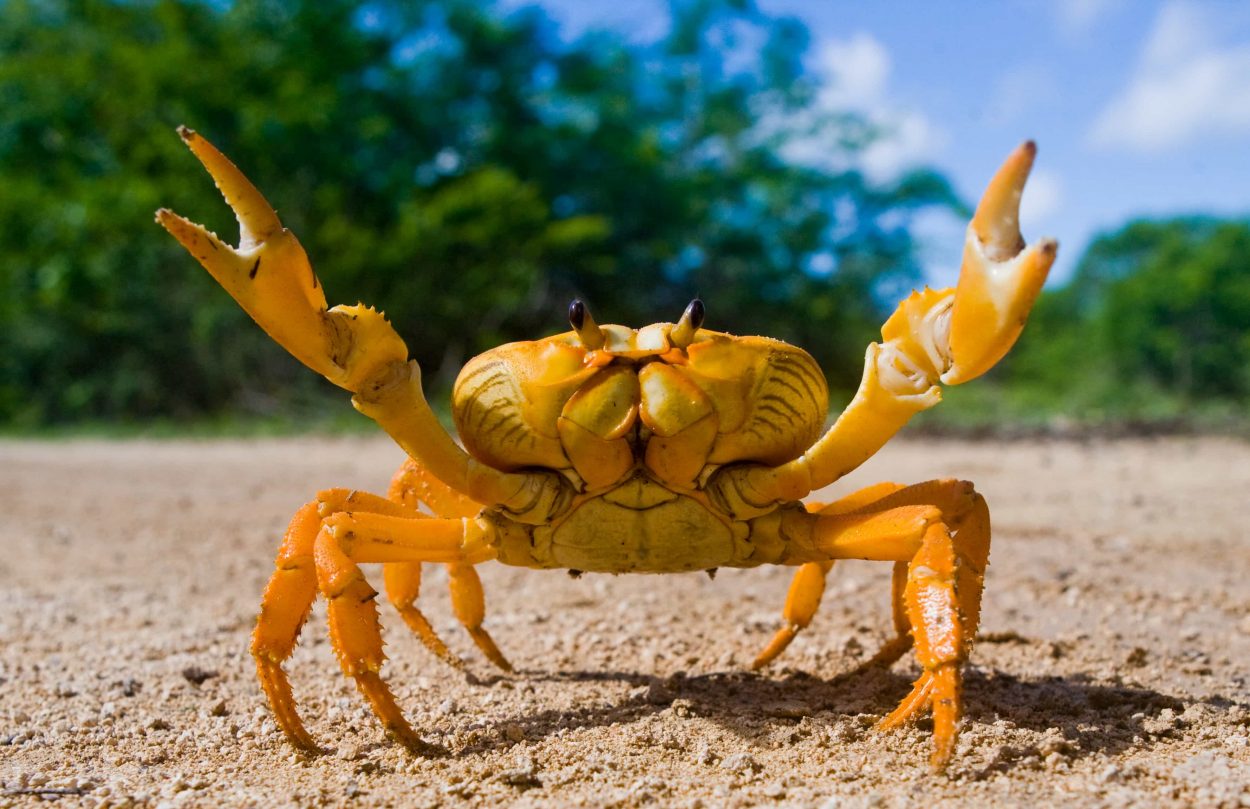 Crab Mentality The 'Crabs in a Bucket' Analogy