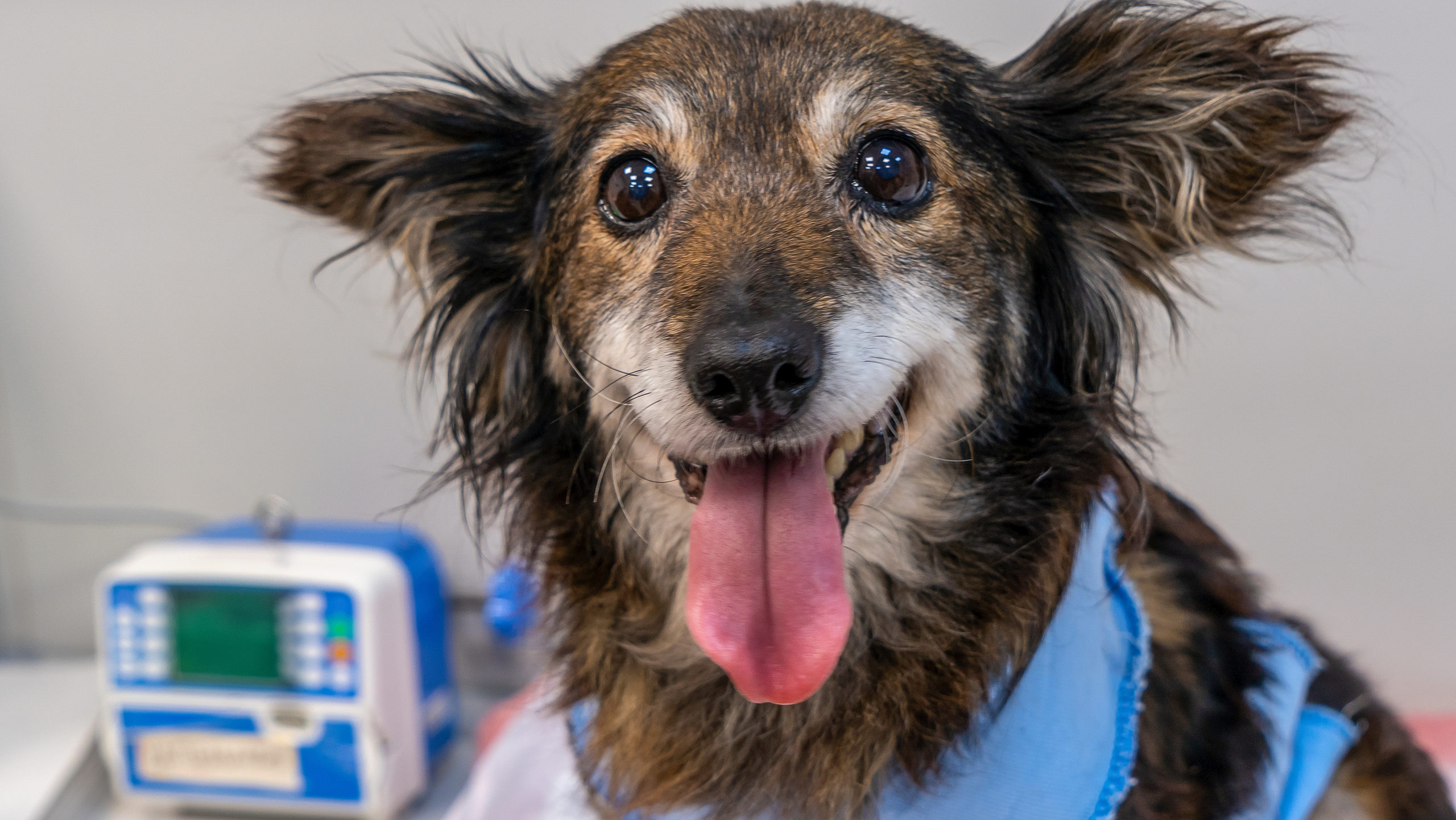 Online Veterinary CPD inars Veterinary Thought Exchange