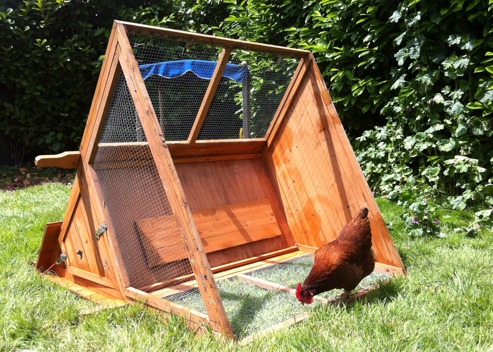 Hilaria H. How To Get Rid Of Mites In Chicken Coop