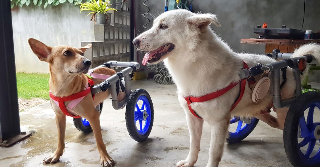 Dog Wheelchair Malaysia Custom Wheelchairs For Paralysed Dogs