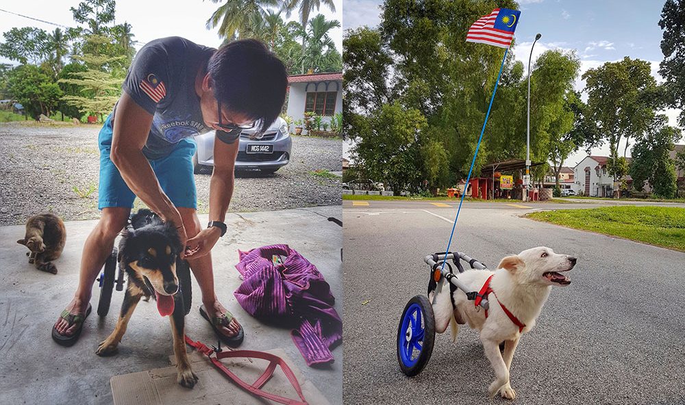 Dog Wheelchair Malaysia Custom Wheelchairs For Paralysed Dogs