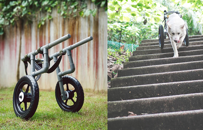 Dog Wheelchair Malaysia Custom Wheelchairs For Paralysed Dogs