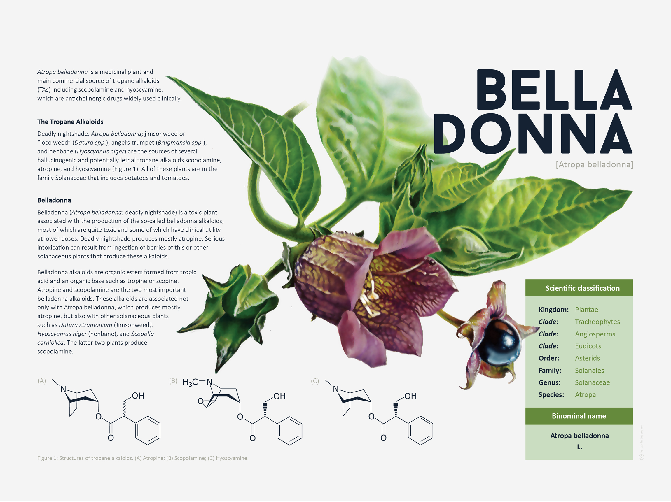 Pop Culture References of Wizard101 Wysteria Belladonna Crisp