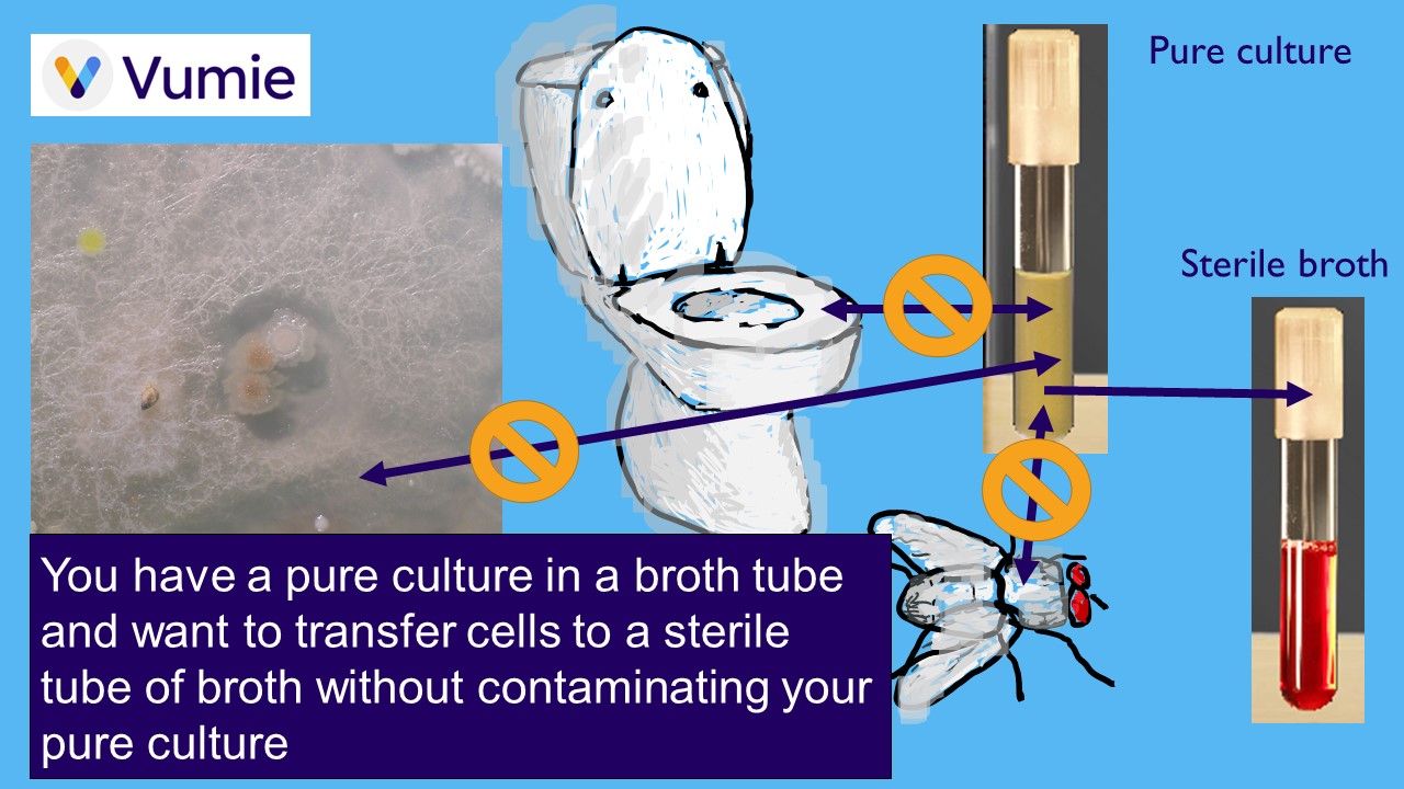 Review TubeTube Transfers