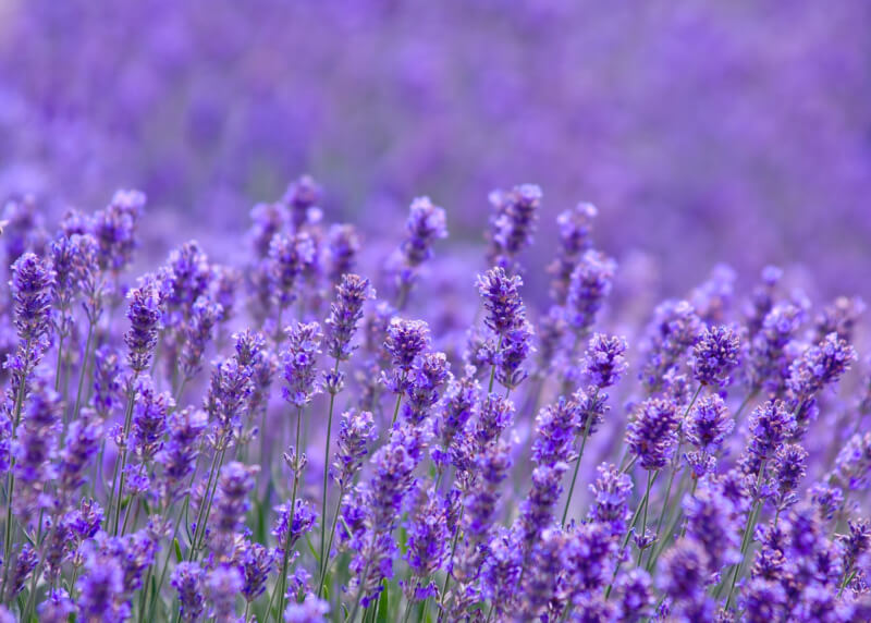 Sự Thật Thú vị về Ý Nghĩa Hoa Oải Hương (Lavender) Vườn Hoa Tươi