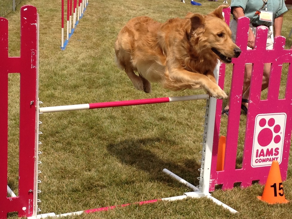 America’s Original Since 1982 Game Fair