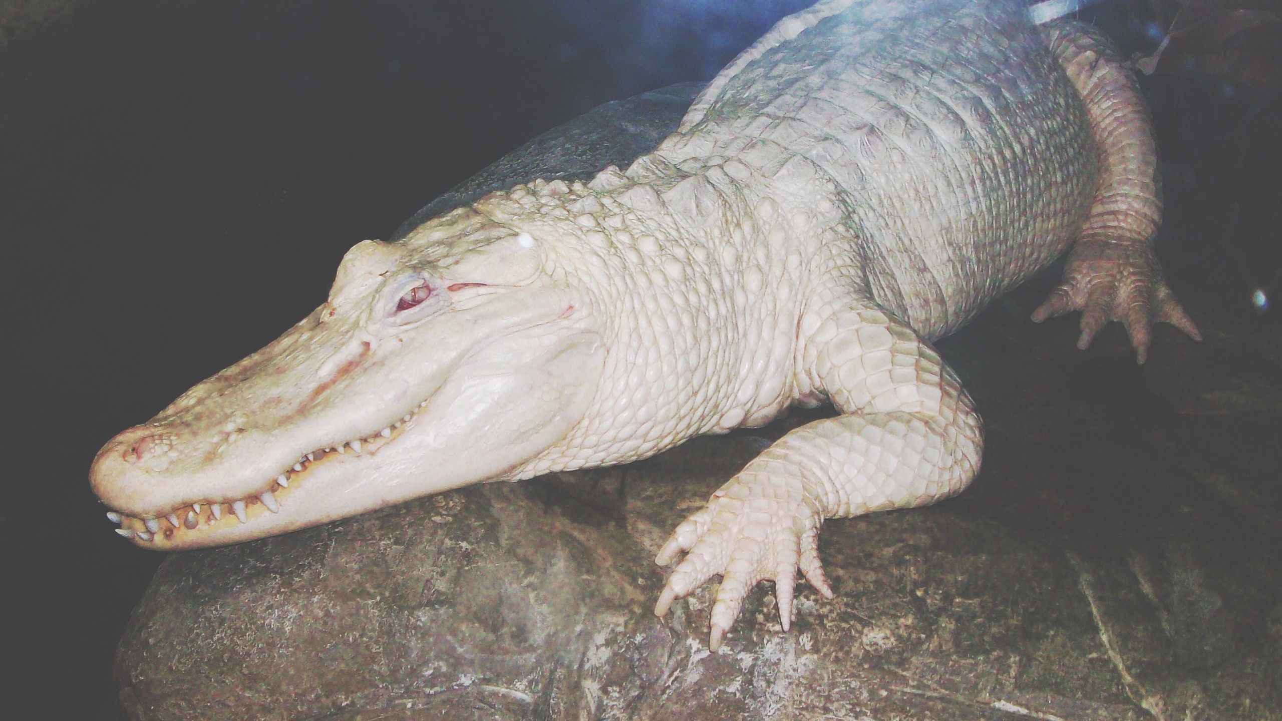 white, crocodiles, reptiles, albino 2560x1440 Wallpaper