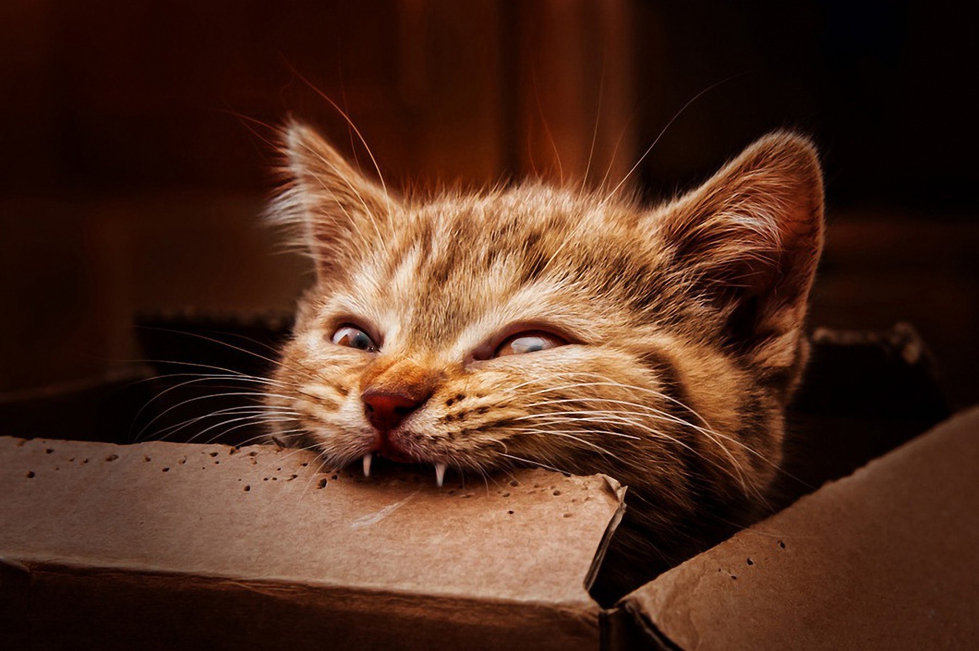 cats, boxes, eating, biting, animals, mammals, carton box, feline