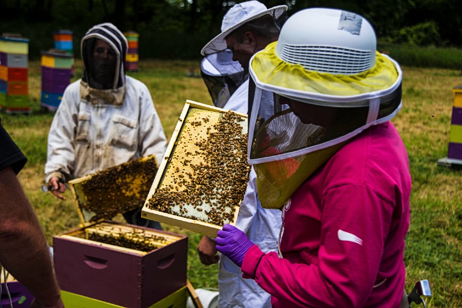 Heroes to Hives Veterans learn beekeeping
