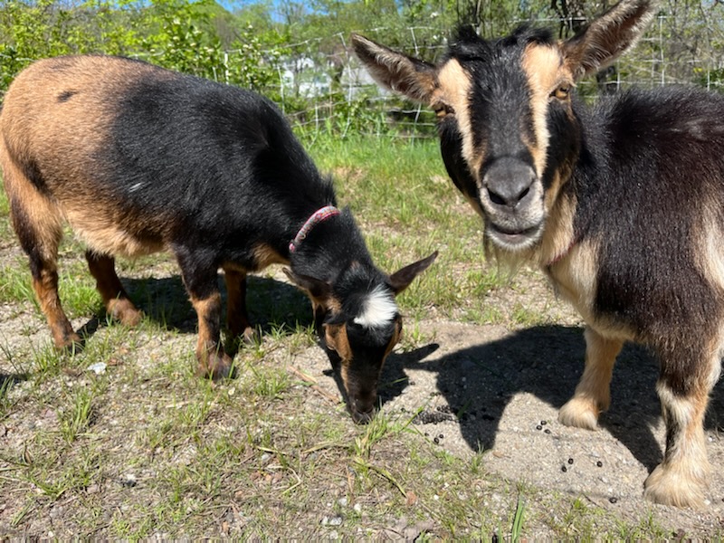 Photos Nigerian dwarf goats prepare the grounds for Bowdoinham Food Pantry