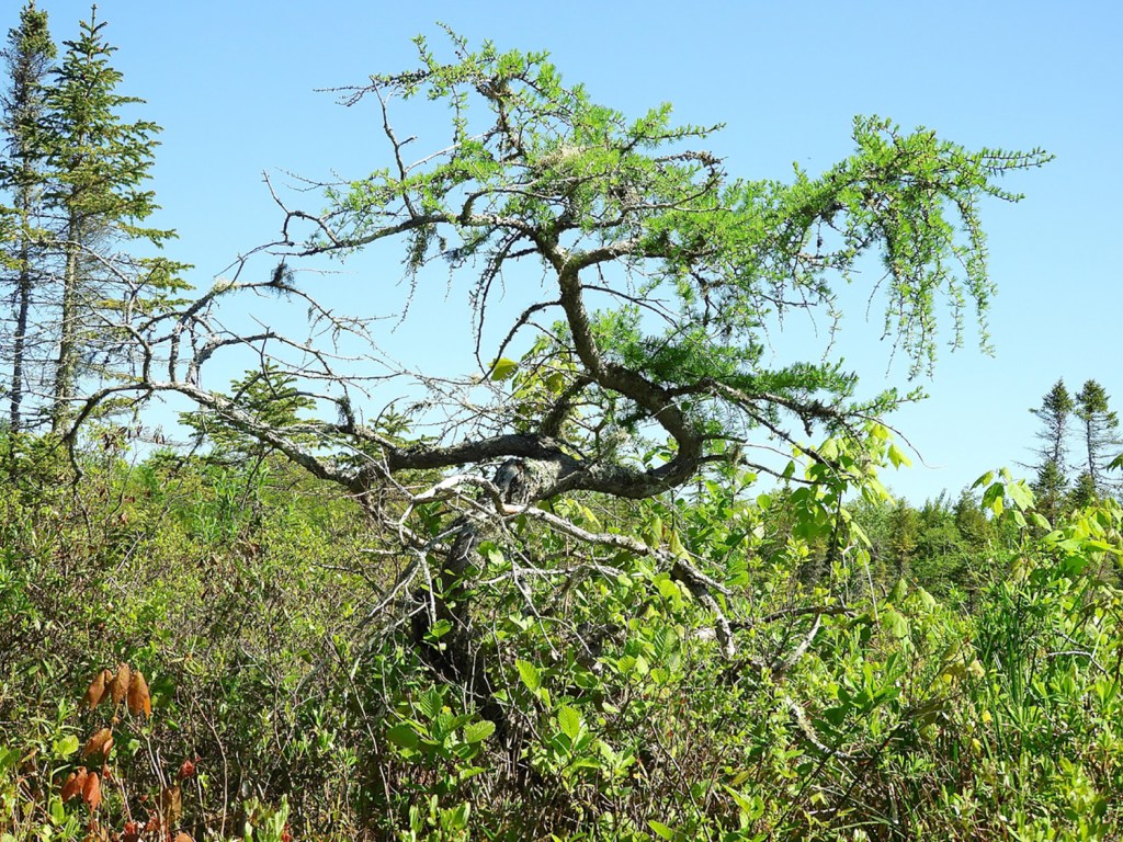 Canoeing in Maine Pleasant Lake in Stetson puts the perfect in a June day