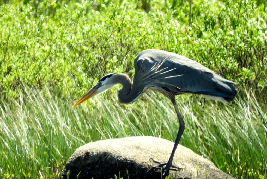 Canoeing in Maine Pleasant Lake in Stetson puts the perfect in a June day
